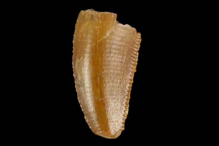 Bargain, Serrated, Raptor Tooth - Real Dinosaur Tooth #115963